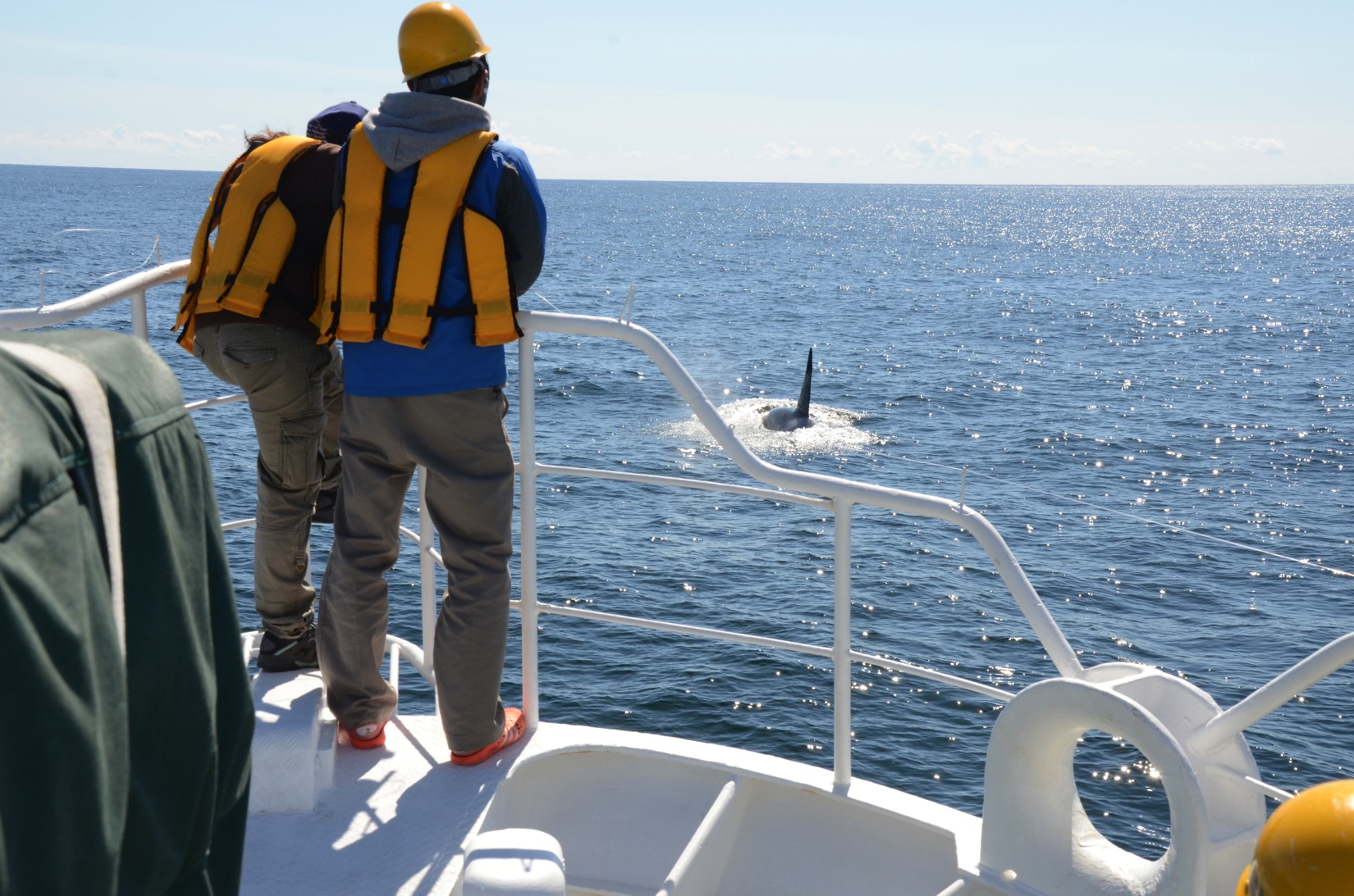 鯨類・海鳥類の目視調査