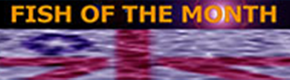 FISH OF THE MONTH